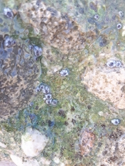 Patella ulyssiponensis