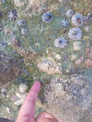 Patella ulyssiponensis