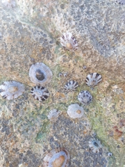 Patella ulyssiponensis