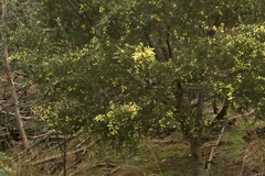 Acacia verticillata verticillata