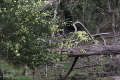 Acacia verticillata verticillata