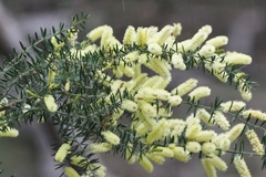 Acacia verticillata verticillata