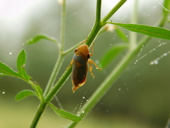 Oncometopia hamiltoni