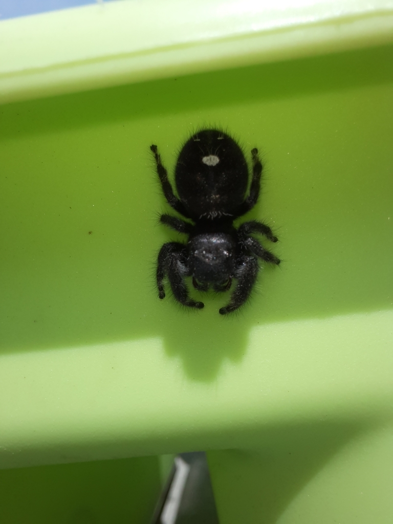 Bold Jumping Spider from Kansas City on May 22, 2023 at 0346 PM by