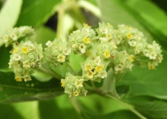 Lippia umbellata
