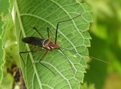 Zelus grassans