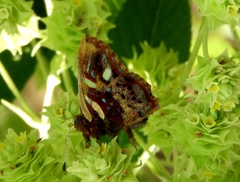 Anteros carausius carausius