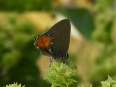 Electrostrymon hugon