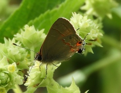 Electrostrymon hugon