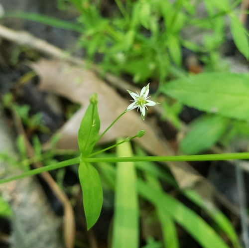Stellaria uliginosa iNat (2)