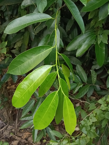 Samadera indica, photograph 6