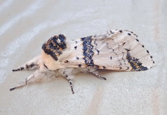 Furcula scolopendrina