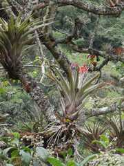 Myioborus ornatus