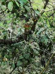 Myioborus ornatus