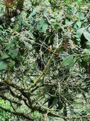 Myioborus ornatus