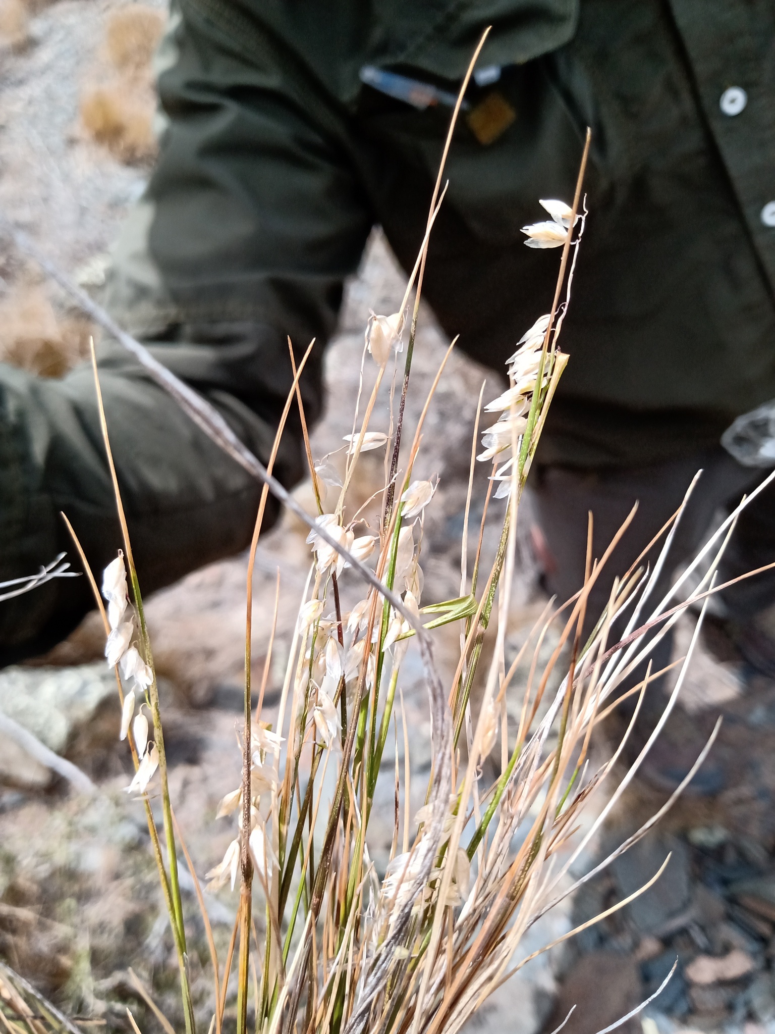 Melica chilensis