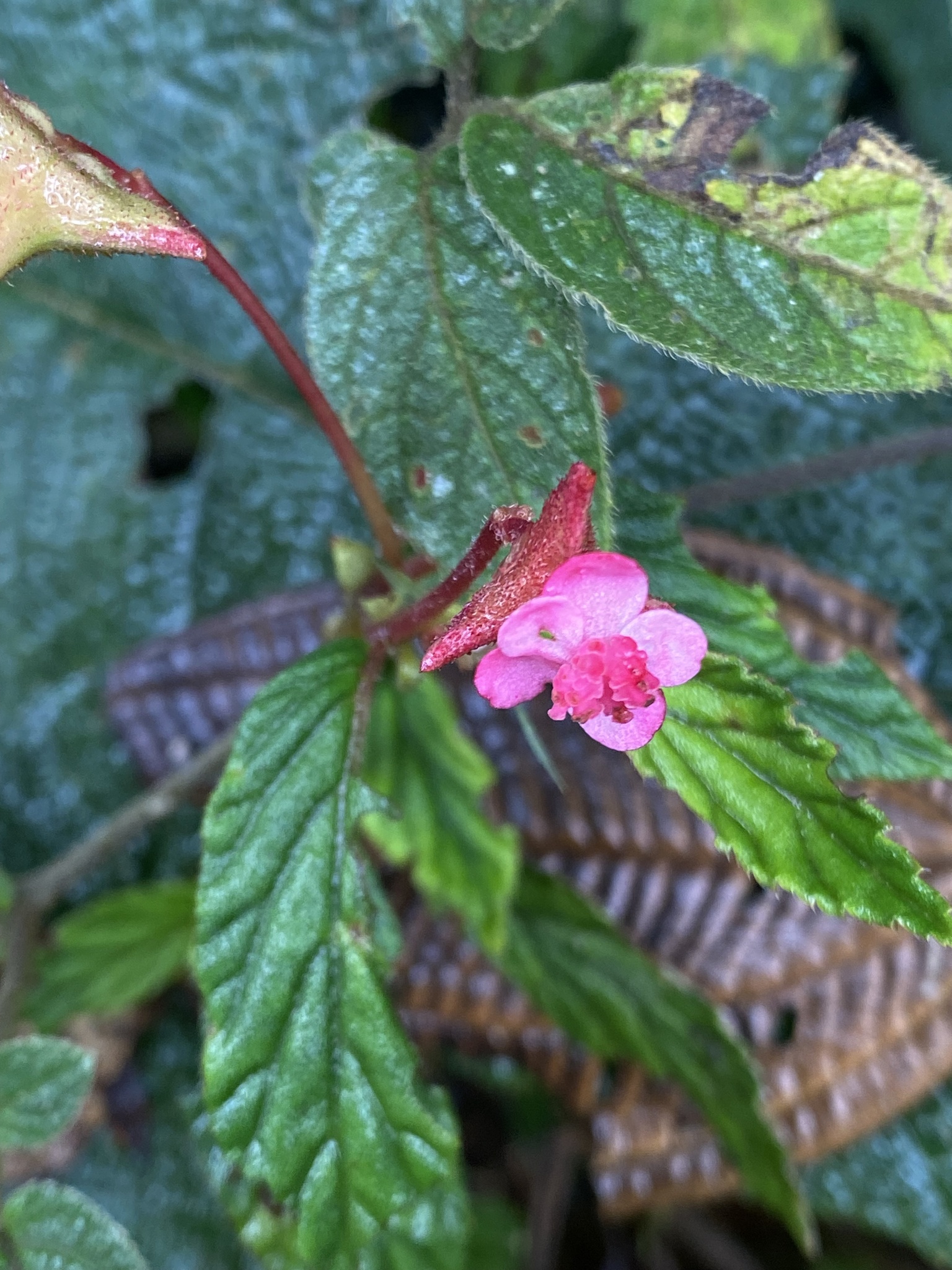 Begonia image