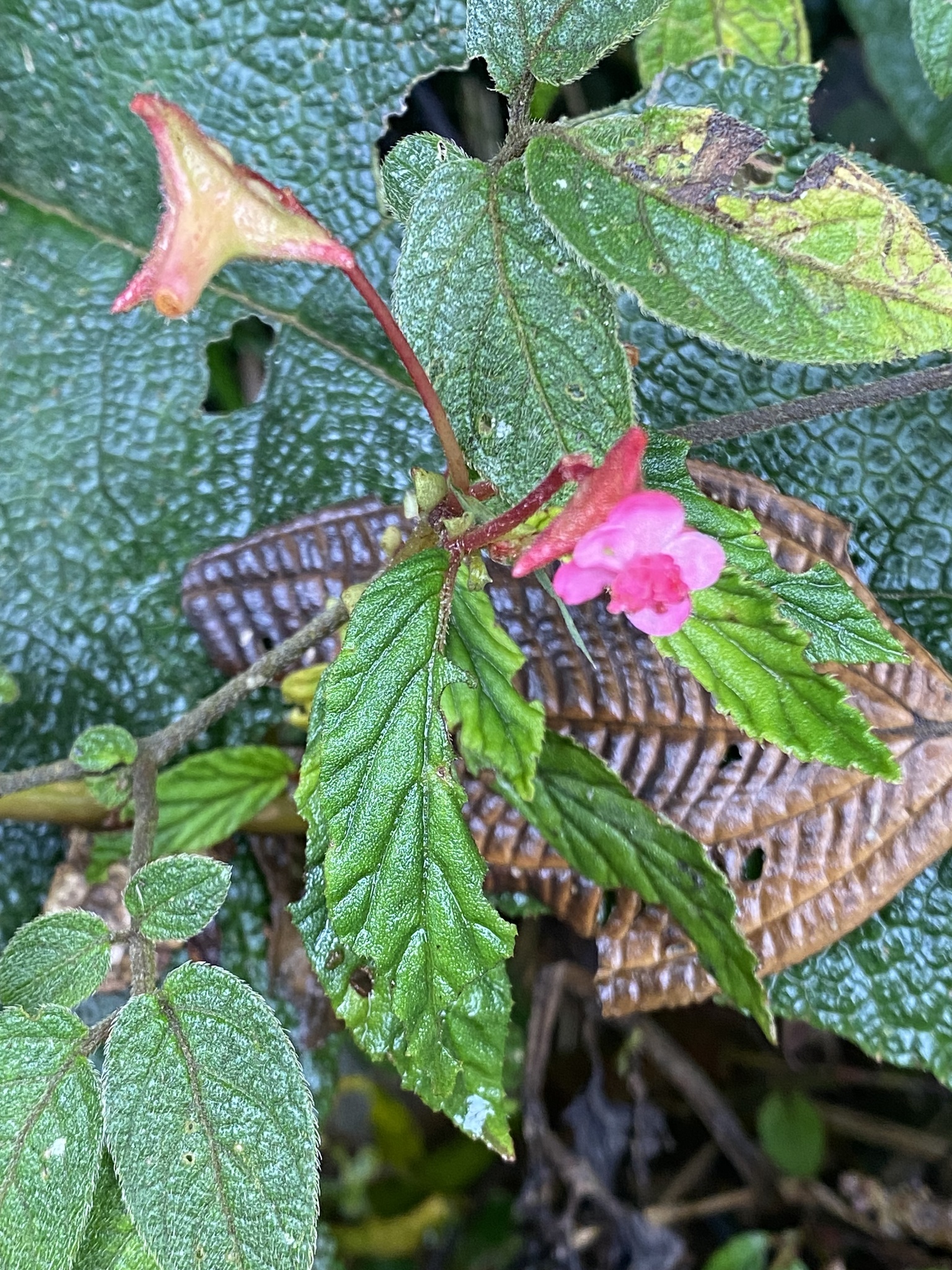 Begonia urticae image