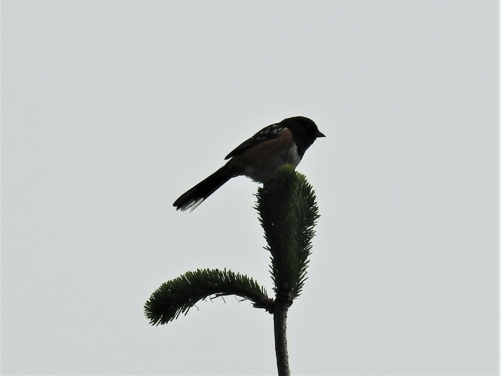 Spotted Towhee from Coast Trail, California, USA on May 22, 2023 at 10: ...