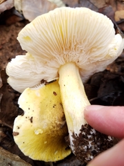 Tricholoma sejunctum