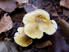 Tricholoma sejunctum