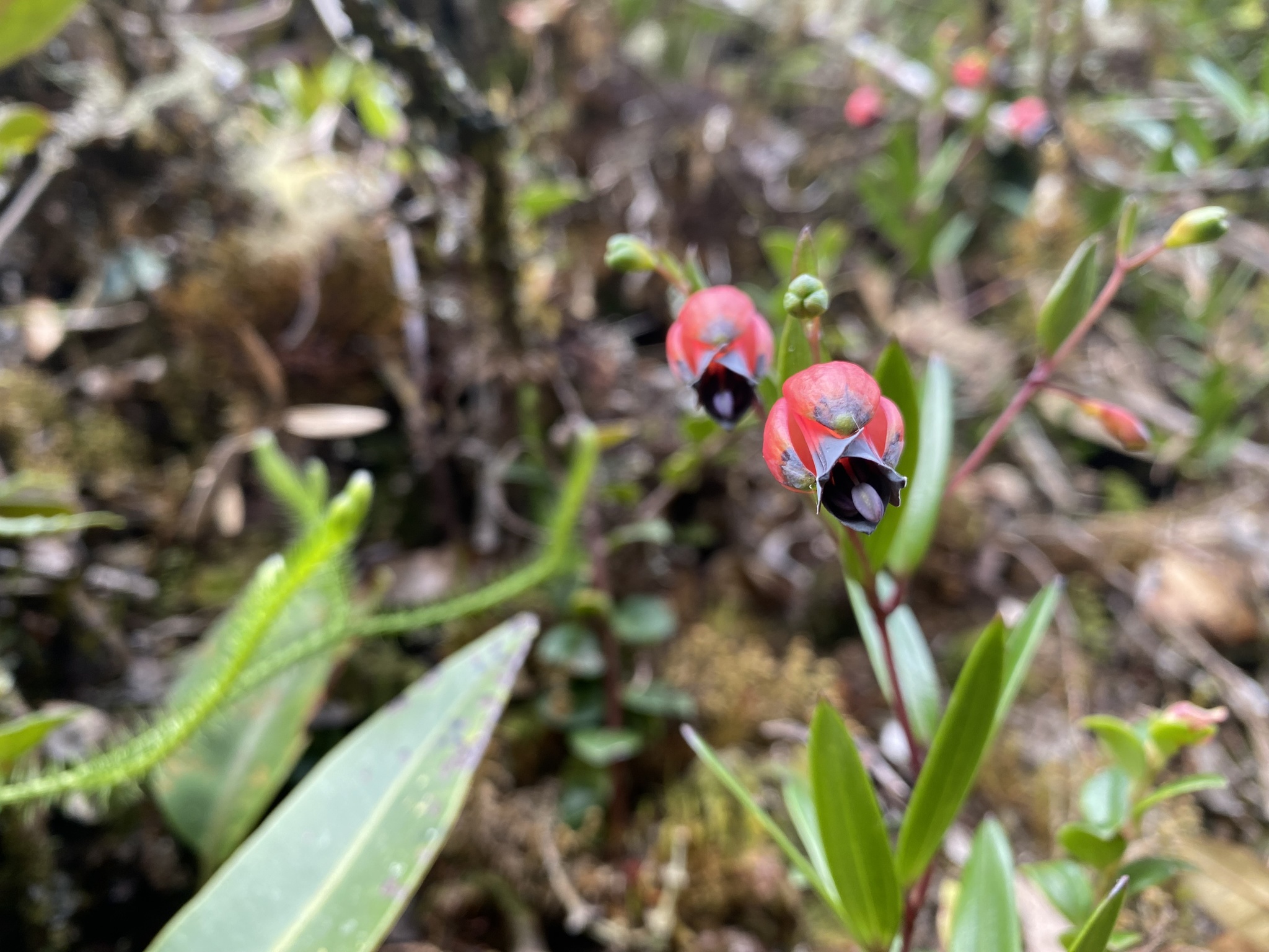 Bomarea brachysepala image