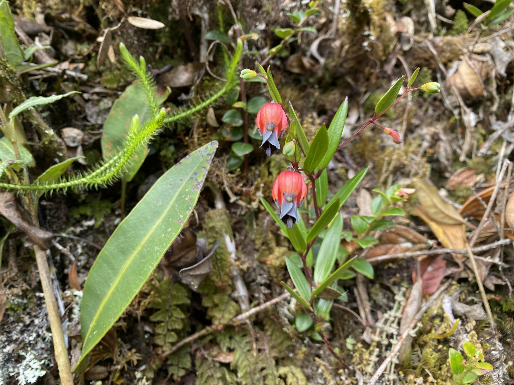 Bomarea brachysepala image