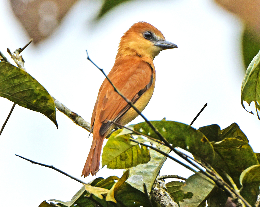 One-colored Becard photo