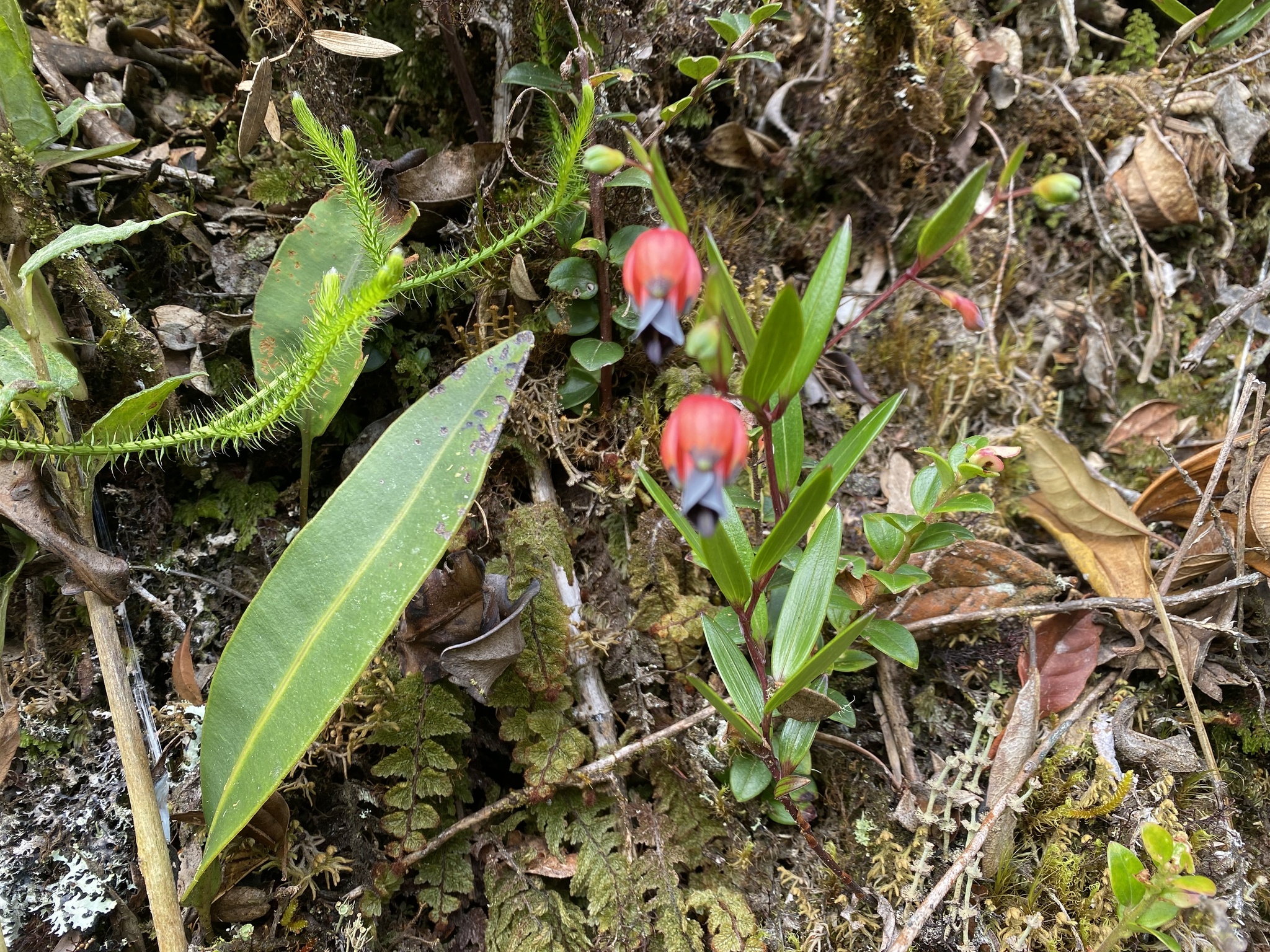 Bomarea brachysepala image