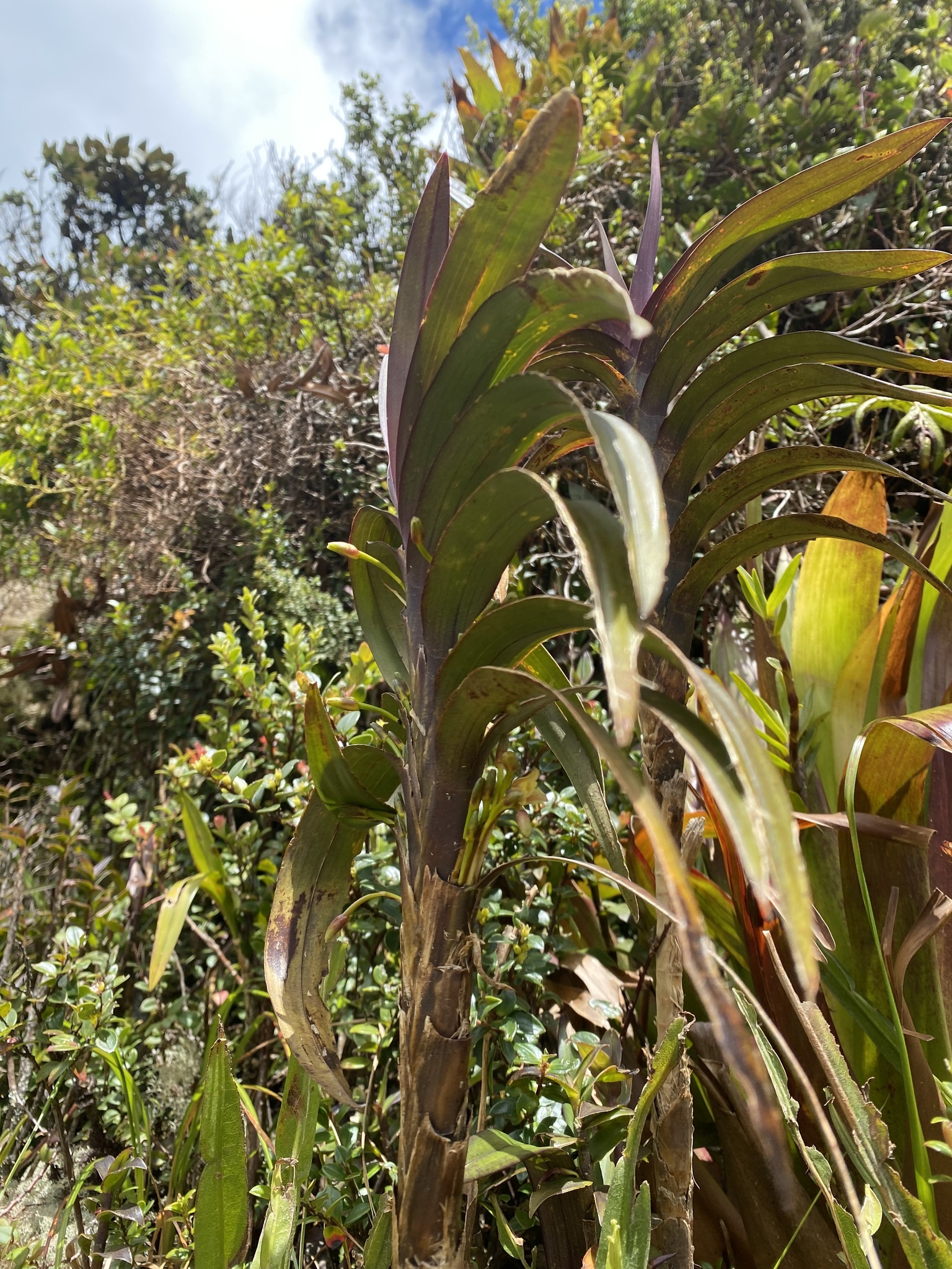 Maxillaria cordyline image