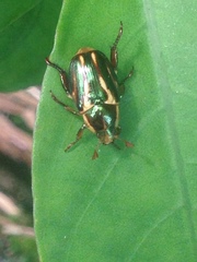 Pelidnota liturella