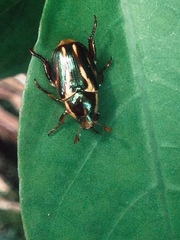 Pelidnota liturella