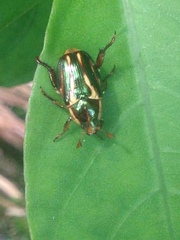 Pelidnota liturella