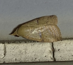 Gyrtothripa pusilla