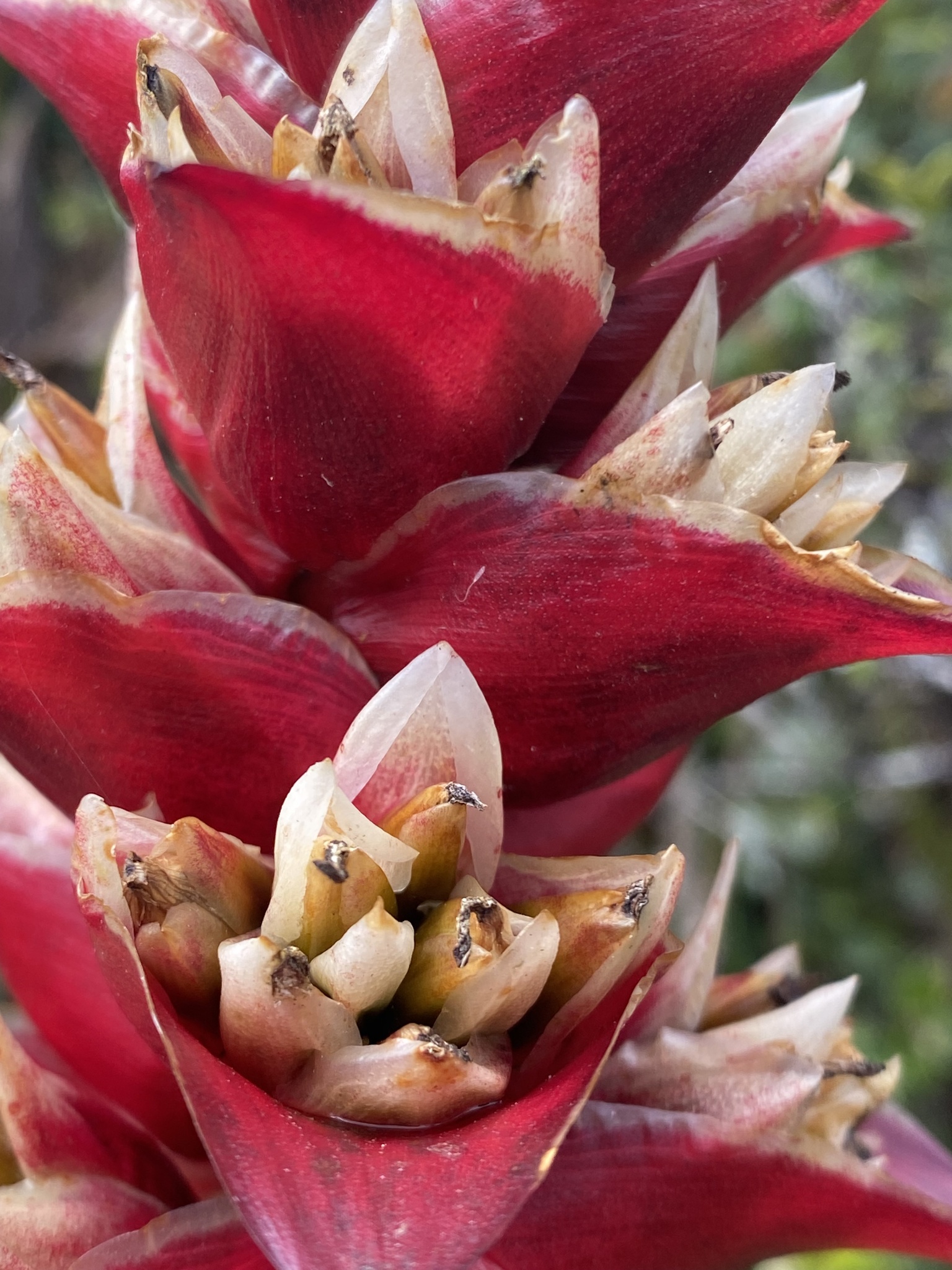 Guzmania variegata image