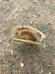 Isognomon alatus