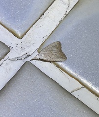 Meganola brunellus