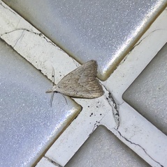 Meganola brunellus