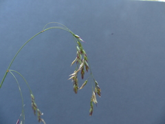 Vahlodea atropurpurea