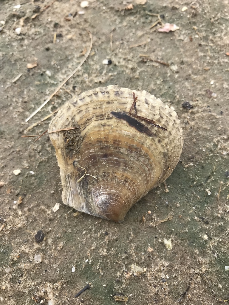 Flat Tree Oyster