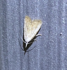 Meganola brunellus