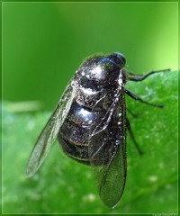 Acroceridae
