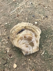 Isognomon alatus