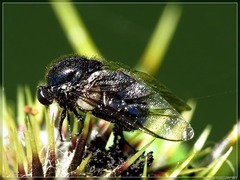 Acroceridae