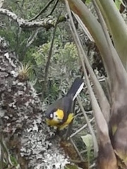 Myioborus ornatus
