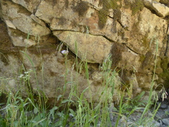 Vahlodea atropurpurea