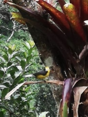 Myioborus ornatus