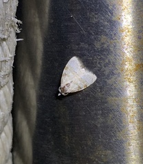 Nola bifascialis