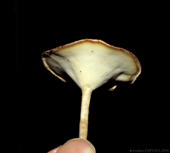 Lentinus flexipes