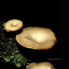 Lentinus flexipes